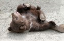 День Рождения костромского медвежонка